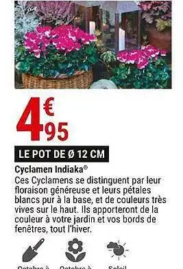 Gamm vert Cyclamen indiaka le pot de ø 12 cm offre
