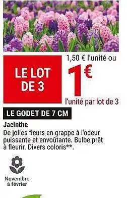 Gamm vert Jacinthe le godet de 7 cm offre