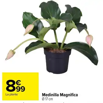 Medinilla magnifica