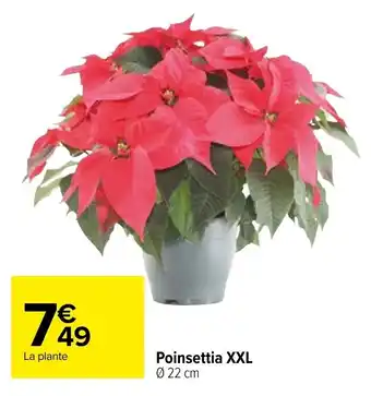 Carrefour Poinsettia XXL offre