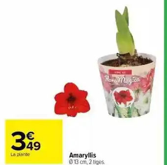 Carrefour Amaryllis offre