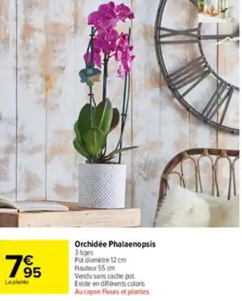 Carrefour Market Orchidée phalaenopsis offre
