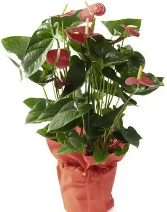 Géant Casino Anthurium offre