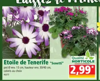 Norma Etoile de Tenerife offre