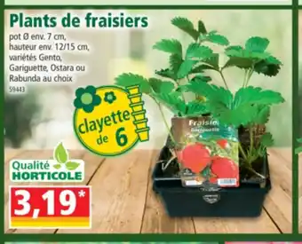 Norma Plants de fraisiers offre