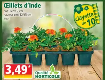 Norma Œillet d'Inde offre