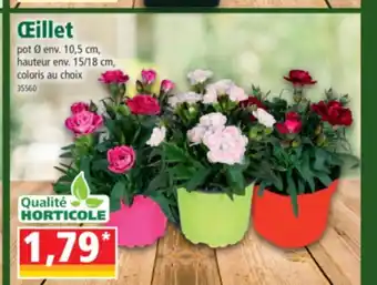 Norma Œillet offre