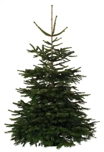 Brico Dépôt Sapin nordmann + bûche offre