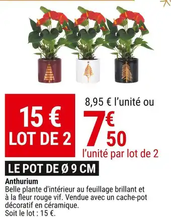 Anthurium