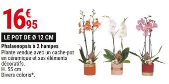 Gamm vert Phalaenopsis à 2 hampes offre