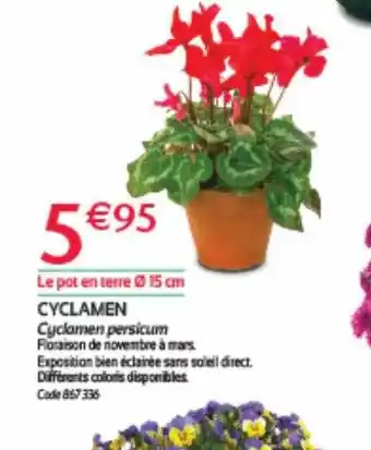 Cyclamen