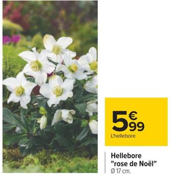 Carrefour Hellebore rose de noël offre