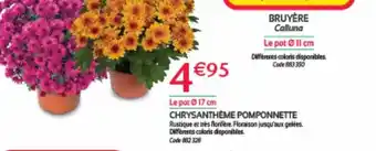 Chrysanthème pomponnette