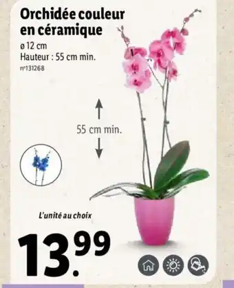 Lidl Orchidée Couleur En Céramique offre