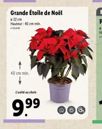 Grande Etoile de Noel