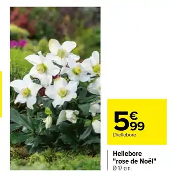 Carrefour Hellebore Rose de Noel offre