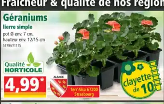 Norma Géraniums lierre simple offre
