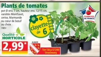 Norma Plants de tomates offre
