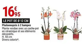 Gamm vert Phalaenopsis à 2 hampes offre