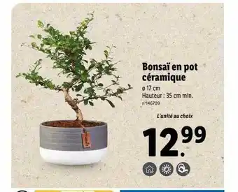 Lidl Bonsaï en pot céramique offre