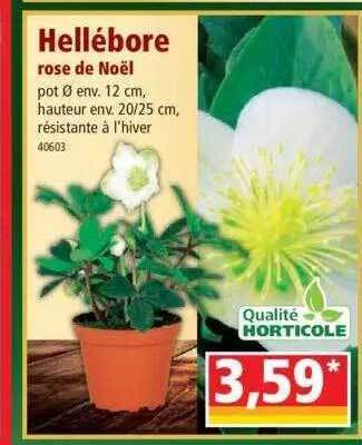 Norma Hellébore rose de noël offre