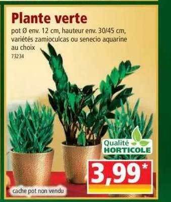 Norma Plante verte offre