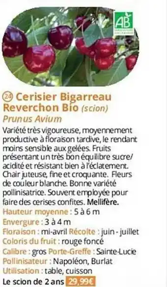 Magellan Cerisier bigarreau reverchon bio offre