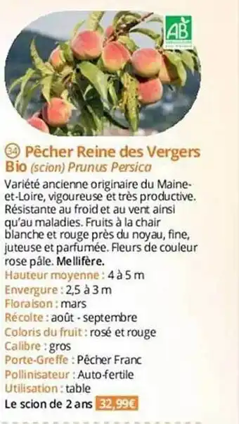 Magellan Pêcher reine des vergers bio offre