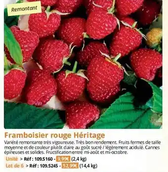 Magellan Framboisier rouge héritage offre