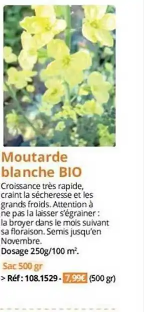 Magellan Moutarde blanche bio offre