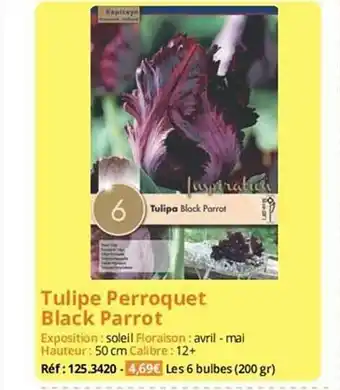 Tulipe perroquet black parrot