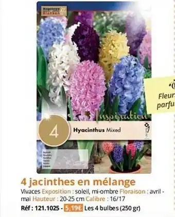 Magellan 4 jacinthes en mélange offre