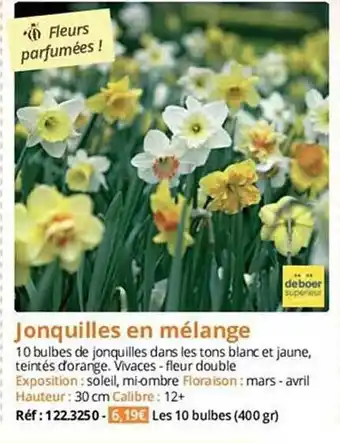 Magellan Jonquilles en mélange offre
