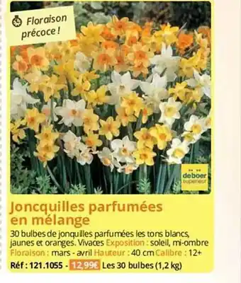 Magellan Jonquilles parfumées en mélange offre