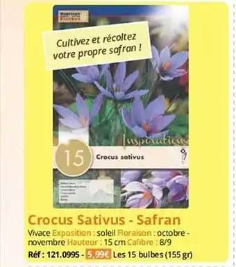 Crocus sativus - safran