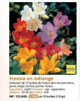 Magellan Freesia en mélange offre