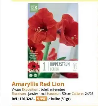 Amaryllis red lion