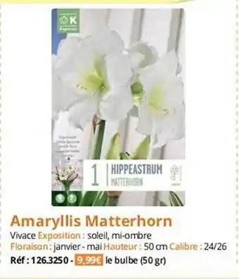 Amaryllis matterhorn