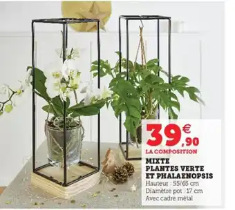 Hyper U Mixt Plantes Verte Et Phalaenopsis offre