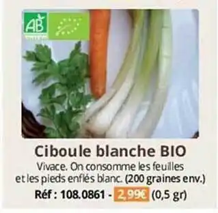 Ciboule blanche bio