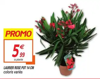 Netto Laurier rose pot offre