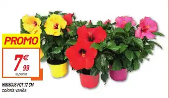 Netto Hibiscus pot offre