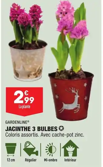 ALDI Jacinthe 3 Bulbes offre