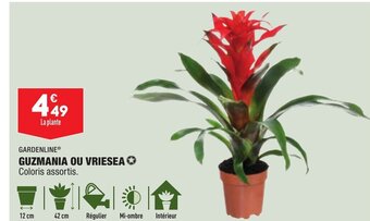 ALDI Guzmania ou Vriesea offre