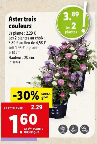 Lidl Aster trois couleurs offre