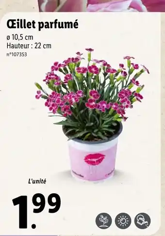 Lidl Œillet Parfumé offre