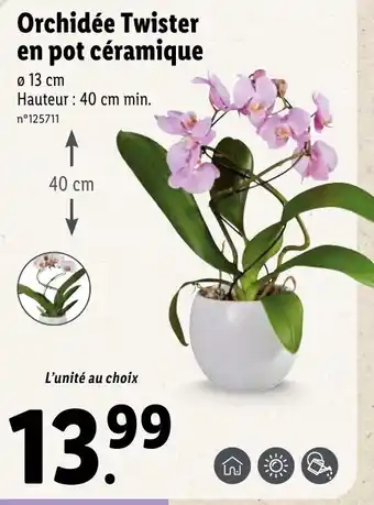 Orchidée Twister en pot céramique