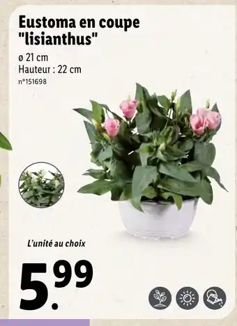 Lidl Eustoma en coupe "lisianthus" offre