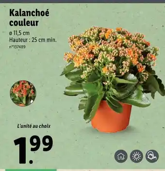 Lidl Kalanchoé couleur offre