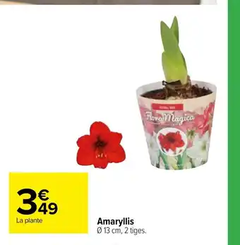 Amaryllis